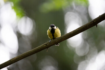 Great tit perched on a diagonal twig against bright circular woodland bokeh © Nguyen Duc Binh