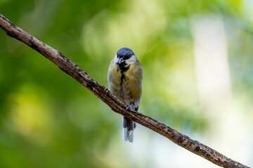 Great tit facing the camera while perched on a woodland branch © Nguyen Duc Binh