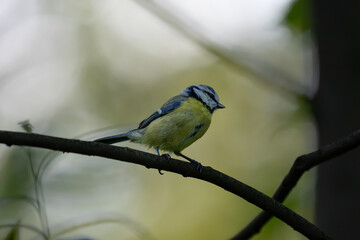 Eurasian blue tit in side profile perched on a woodland branch © Nguyen Duc Binh