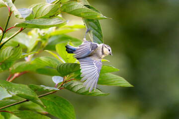 Eurasian blue tit spreading its wings among green leaves © Nguyen Duc Binh