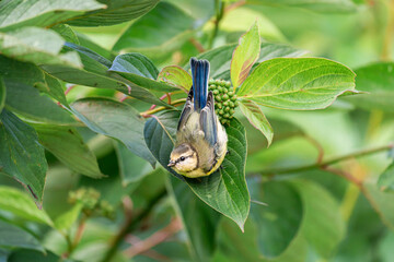 Eurasian blue tit hanging head downward from foliage beside green berries © Nguyen Duc Binh