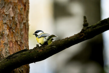 Great tit perched sideways along a dark branch beside a tree trunk © Nguyen Duc Binh
