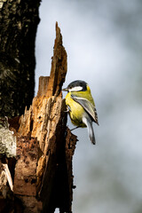 Great tit gripping a jagged piece of weathered wood in woodland © Nguyen Duc Binh
