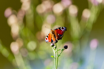 European peacock butterfly with open wings perched on a thistle bud against soft bokeh © Nguyen Duc Binh