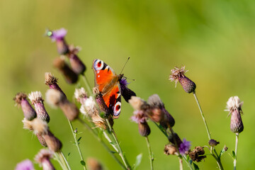 European peacock butterfly among several thistle flower heads and green leaves © Nguyen Duc Binh