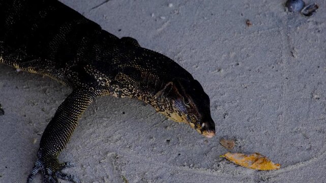 Closeup Asian water monitor lizard reptile Varanus salvator with blue tongue and sharp claws eating food from beach on Pulau Weh, Aceh in Indonesia