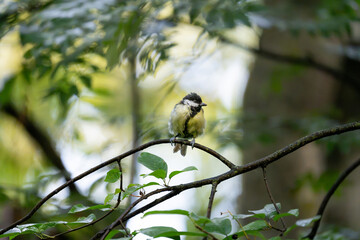 Great tit perched on a curved woodland twig against a soft green background © Nguyen Duc Binh