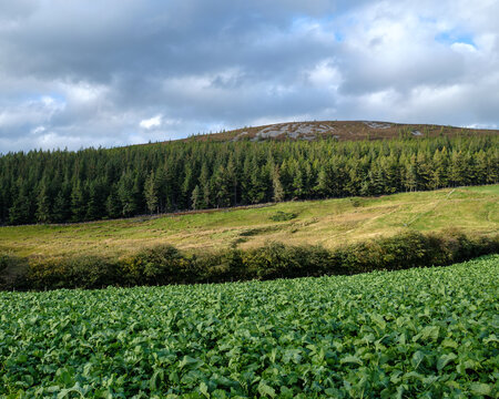 Diverse landscape featuring six natural areas across the green fields and forest hills of Knockandhu within the Moray region of Scotland at daytime