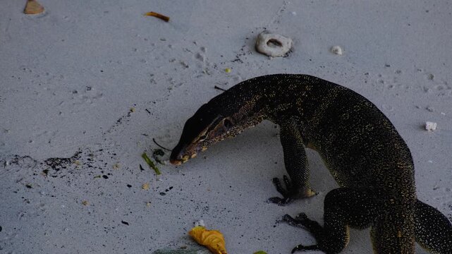 Closeup Asian water monitor lizard reptile Varanus salvator walking on beach on Pulau Weh, Aceh in Indonesia