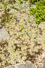 Achillea Chrysocoma plant in Saint Gallen in Switzerland 22.7.2026 © Robert