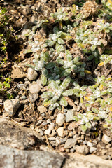 Achillea Chrysocoma plant in Saint Gallen in Switzerland 22.7.2026 © Robert