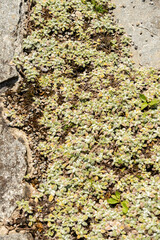 Achillea Chrysocoma plant in Saint Gallen in Switzerland 22.7.2026 © Robert