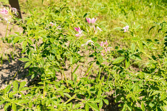 Spiny spiderflower or Cleome Spinosa plant in Saint Gallen in Switzerland 22.7.2026