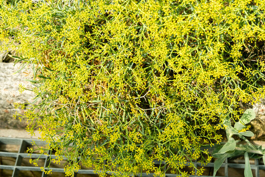 Bupleurum Spinosum plant in Saint Gallen in Switzerland 22.7.2026
