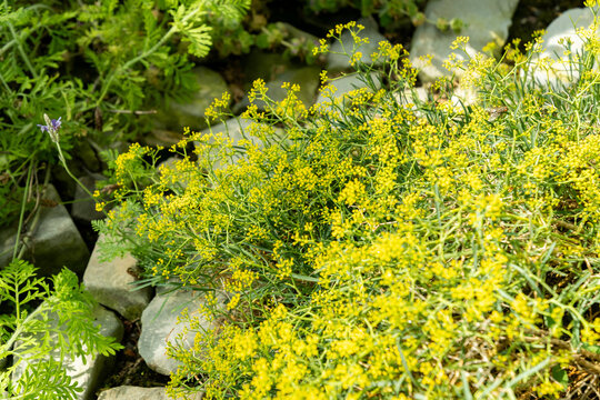 Bupleurum Spinosum plant in Saint Gallen in Switzerland 22.7.2026