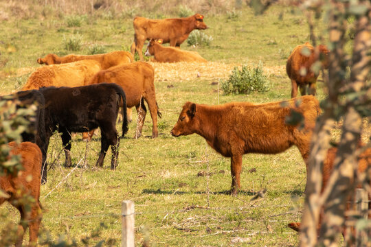 Vacas pastado en el campo