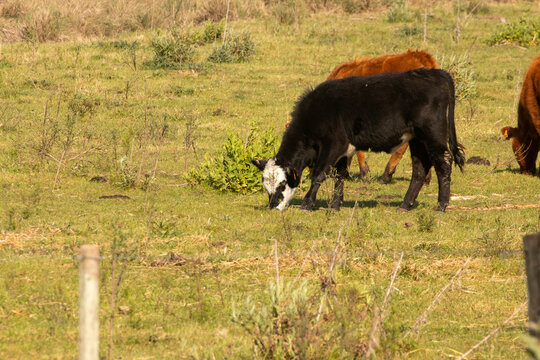 Terneros en el campo