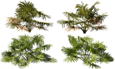 Fototapeta premium Tropical plants on a transparent background