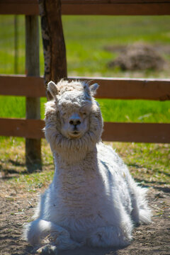 white, fluffy alpaca on farm
