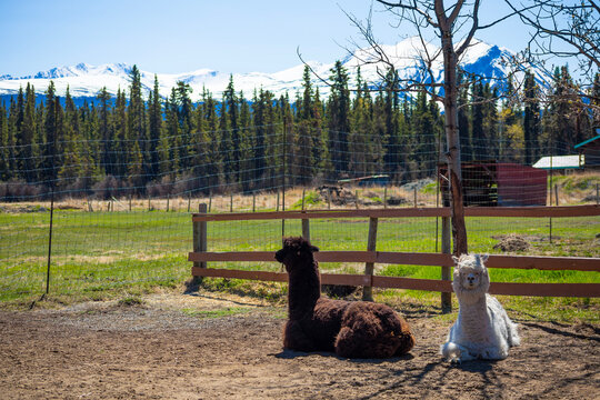 two alpaca sitting on Alaska farm land