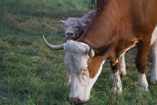 A cow with her newborn calf