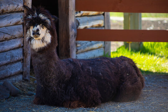 black and white alpaca sitting near wooden barn