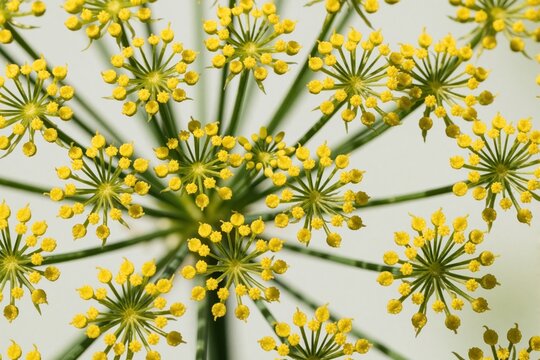 Macro shot of yellow dill flower umbels. Green stems spread in radial pattern forming complex botanical structure. Tiny blooming blossoms create beautiful floral texture. Close up view of organic