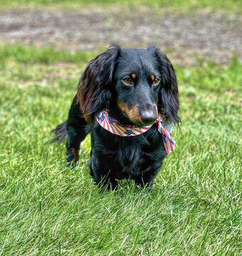 black dachshund on grass, black dachshund wearing a red white and blue Bandana, beautiful dog breed, portrait of a black dog, dachshunds in a hayfield playing, black longhaired dachshund, dog sticking