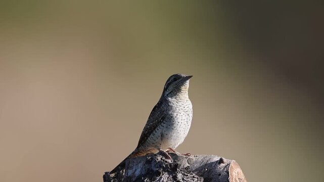Wryneck (Jynx torquilla) Courtship Germany