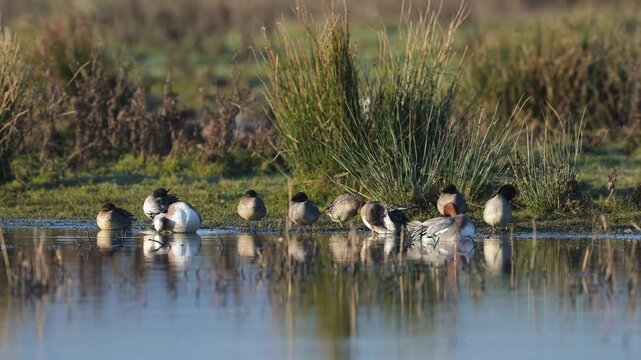 Eurasian Wigeon, Mareca penelope, birds on winter marshes