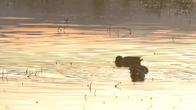 Eurasian Teal, Anas crecca, birds in spring courtship on marshes