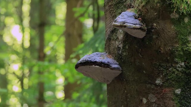 Tinder fungus (Fomes fomentarius), tree fungus, tree trunk, mossy, Bavarian Forest National Park, Germany
