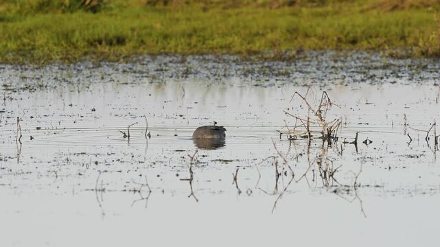 Eurasian Teal, Anas crecca, birds in spring courtship on marshes