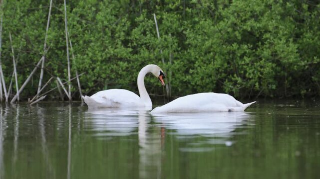 Mute Swan, Cygnus olor on lake at spring time