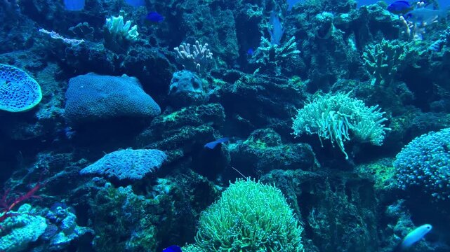 Underwater coral reef motion with drifting light, branching corals, and tropical fish swimming through clear blue water