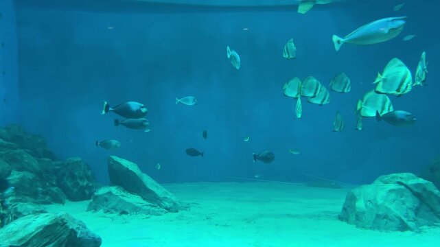 Tropical aquarium fish cluster shifting positions on sandy seabed with rocky foreground in cool blue light