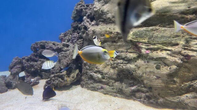 Sunlit underwater reef with colorful reef fish drifting past rugged rock formations, sandy seabed, and blue water light rays in calm ocean scene