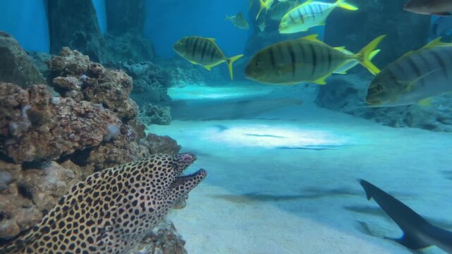 Leopard moray eel gliding along rocky coral wall while yellow sergeant fish swim above sandy seabed in calm blue underwater aquarium with clear glass view and sunlit turquoise water