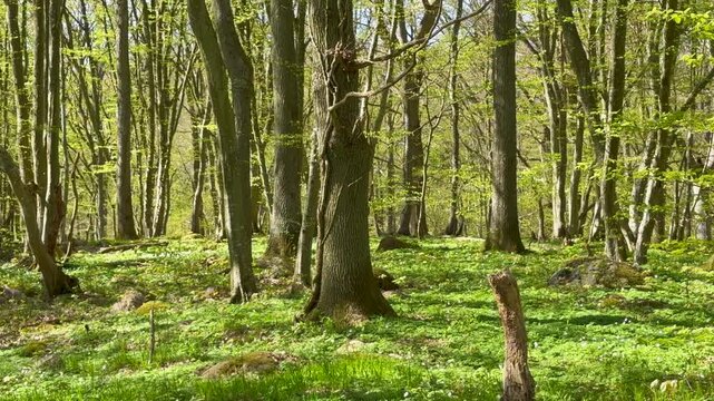 Stenshuvud national park in springtime, Kivik, Simrishamn community, Sk&aring;ne county, Sweden, Scandinavia