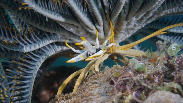 Elegant feather star crab (Allogalathea elegans) in feather star, Bohol, Philippines