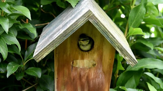 Blue tit, blue tit, (Cyanistes caeruleus) Chick leaves the house, tit box