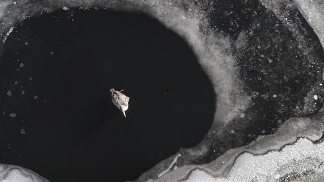 Common Loon, Great northern diver, (Gavia immer), Injured juvenile loon unable to fly, Bird trapped in an open water hole on a frozen lake, Region of La Mauricie, Province of Quebec, Canada, North Am
