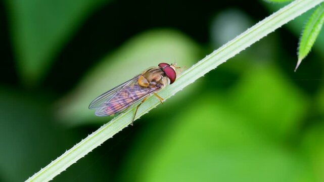 Marmalade Hoverfly (Episyrphus balteatus), Devon, England, United Kingdom