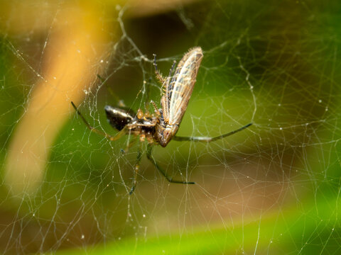Tiny spider clings to its web, gripping prey firmly
