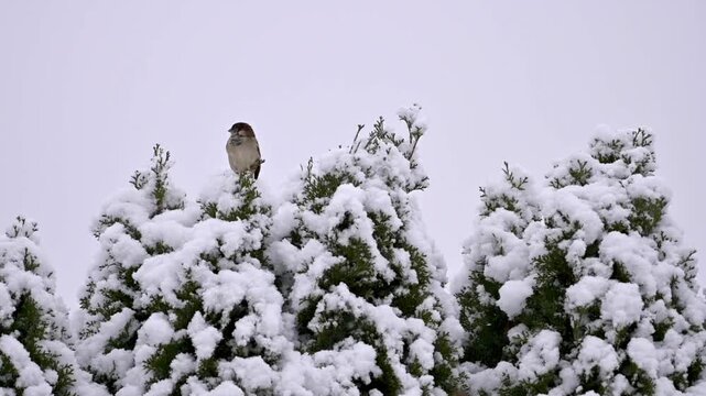House sparrows (Passer domesticus) several adult females and males sitting on the tops of snow-covered thuja trees, then flying off, falling snowflakes against a bright sky, wintry scene in diffuse l