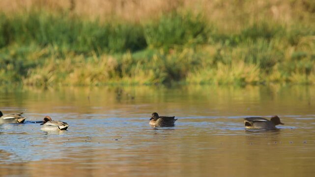 Eurasian Teal, Anas crecca, birds in spring courtship on marshes
