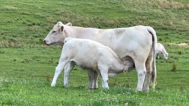 Charolais cattle in a meadow. Calf sucks milk from a cow in Vall&ouml;sa, Ystad municipality, Scania, Sweden, Scandinavia