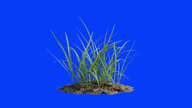 Realistic 3D rendered green grass growing on a small patch of soil isolated over a chroma key blue background. Excellent for landscape architecture, nature VFX, gardening promos, lawn care commercials