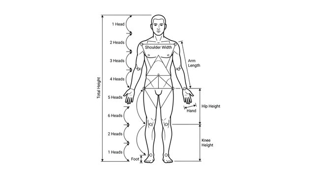 Human Body Proportions Diagram