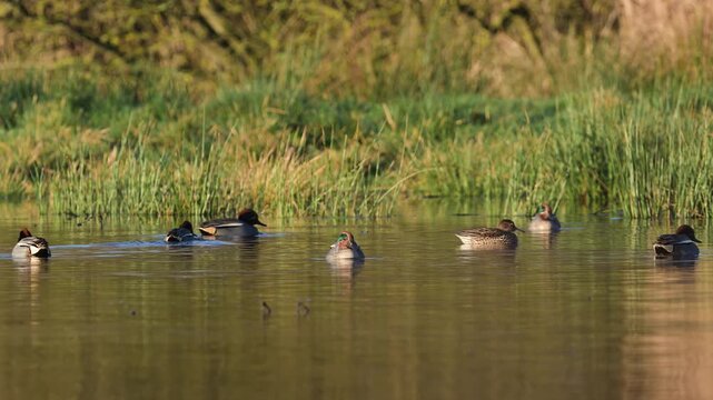 Eurasian Teal, Anas crecca, birds in spring courtship on marshes